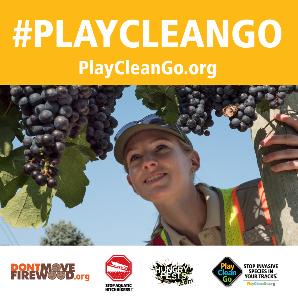 Woman checking for Spotted Lanternfly is grapes. Orange header with #PlayCleanGo and PlayCleanGo.org at top.