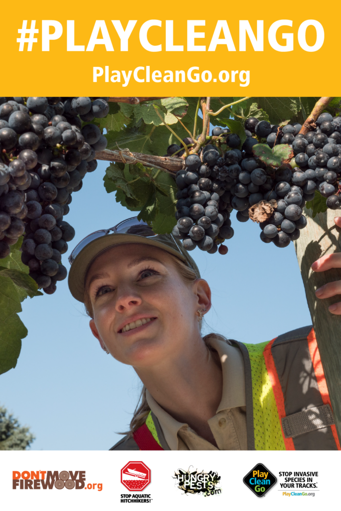 A women checking for Spotted Lanternfly in grapevine. Orange header with #PlayCleanGo and PlayCleanGo.org at top.