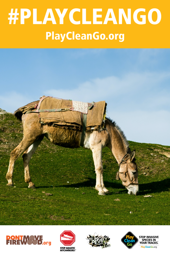 A mule in green pastures. Orange header with #PlayCleanGo and PlayCleanGo.org at top.