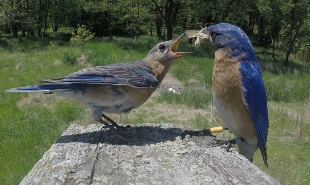 male bluebird feeding a moth to a juvenile
