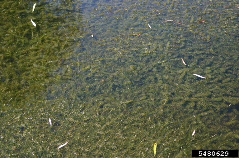 invasion of Hydrilla in water