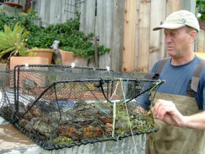 man examines crab trap