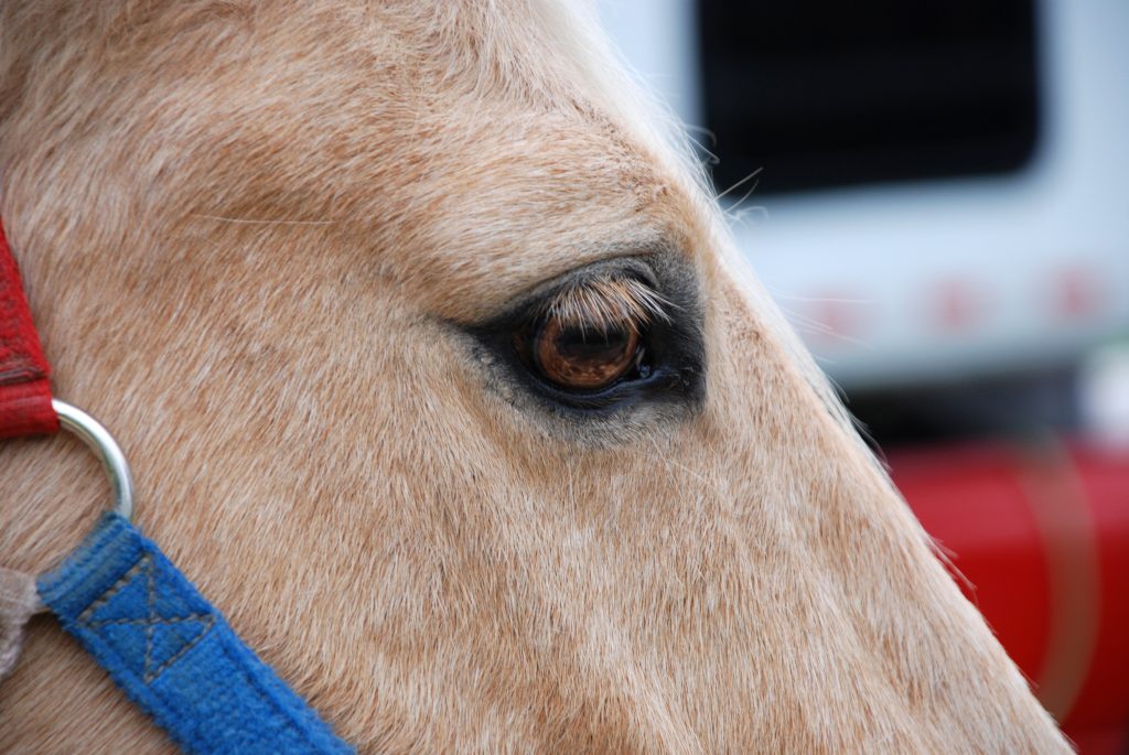 Horse closeup