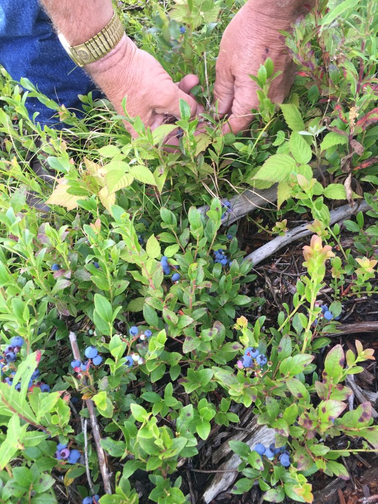 Picking blueberries