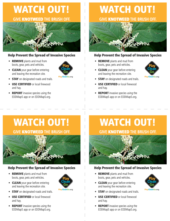 Watch Out! Knotweed - one page printable