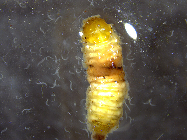 Tiny, wormlike organisms called nematodes gather around a larger pest