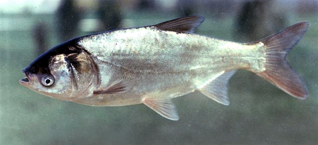 silver carp