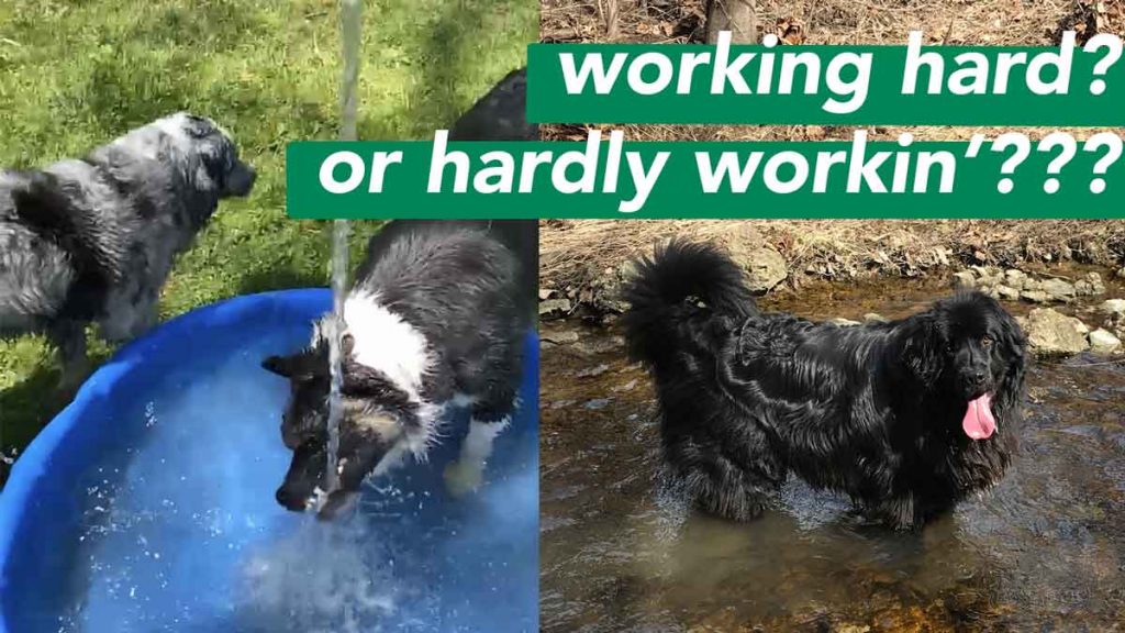 dogs in pool and stream - hardly working