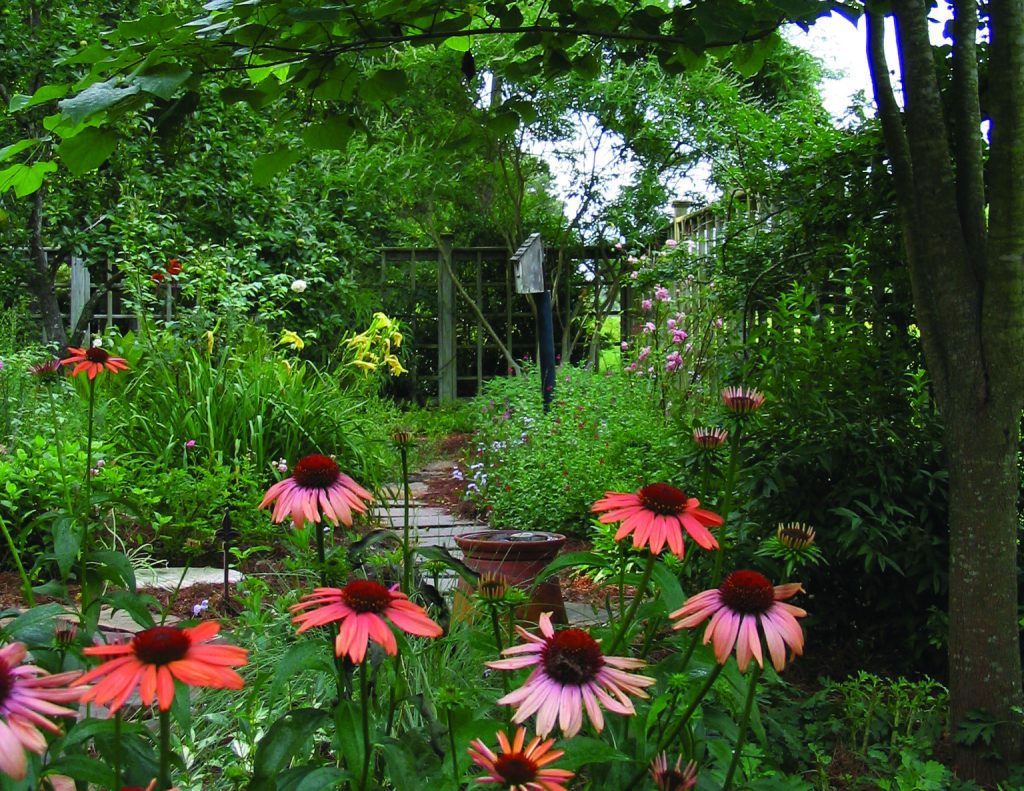 coneflowers in red and purple in foreground, with green plants in background