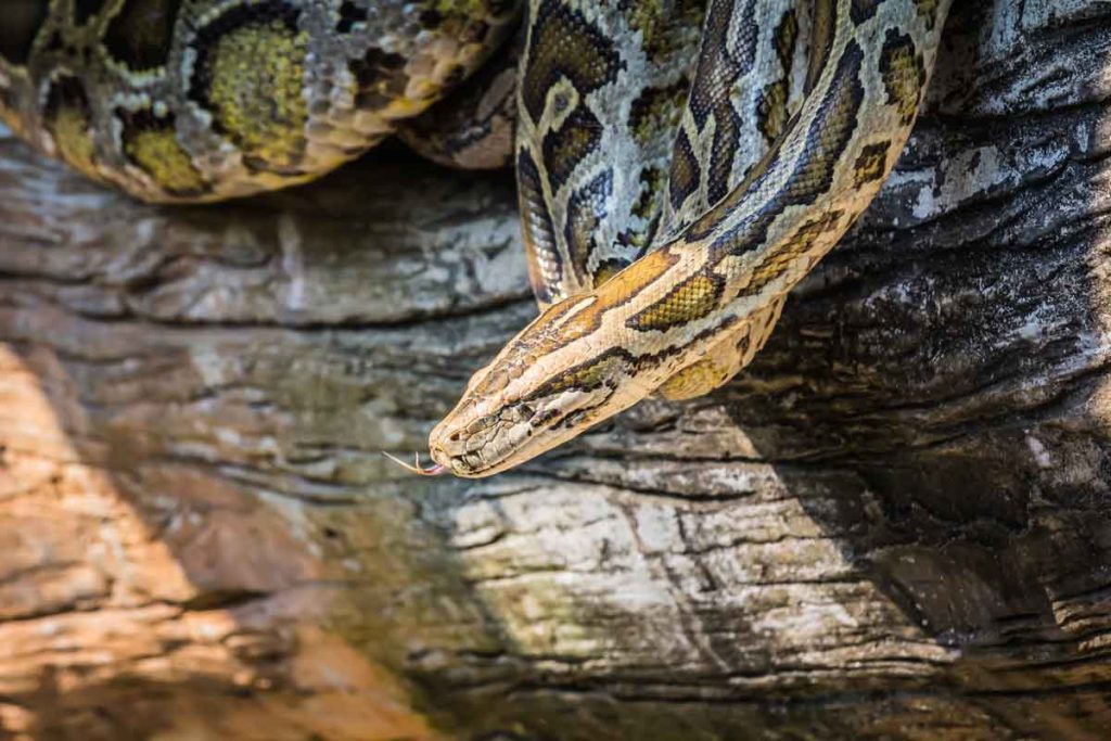 python on log