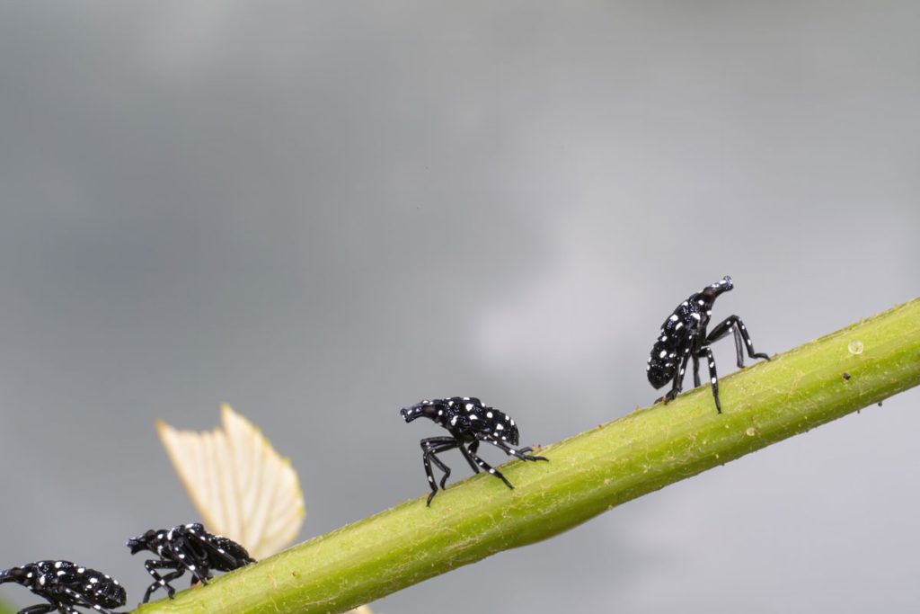 invasive spotted lanternflies on grape stem early instars