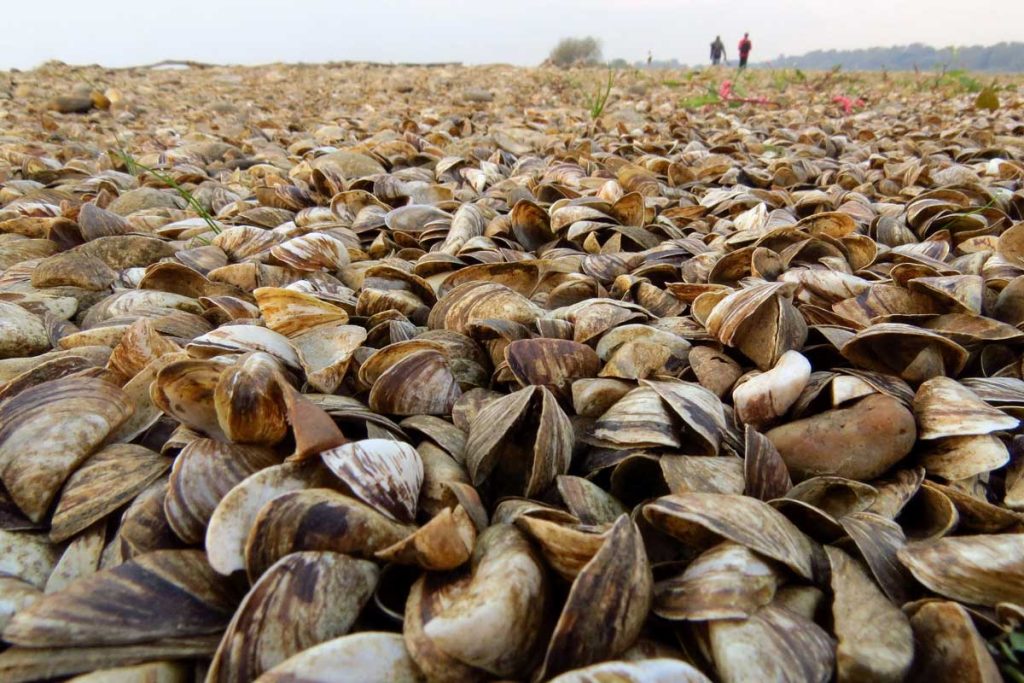 invasive mussels from foreground to horizon; two human figures walk in the far distance for scale