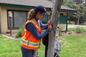 woman with ponytail and ballcap surveys a tree for signs of infestation of invasive shothole borers