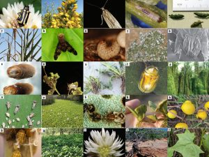 montage of 25 different noxious weeds and their biocontrol agents