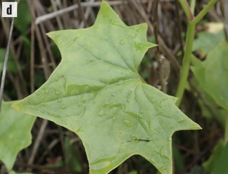 cape-ivy leaf closeup from Bugwood biocontrol