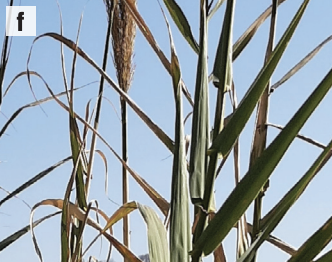 giant reed leaves