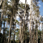 melaleuca stand of tall narrow trees