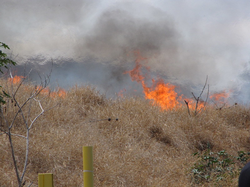 crisis in Hawai'i - A wildfire burning buffelgrass in Lahaina, Maui in 2009.