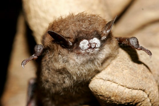 White-Nose Syndrome and Bats