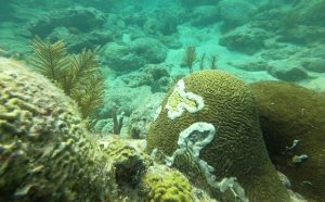 Stony Coral Tissue Loss Disease