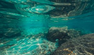 Aquatic Invasive Species