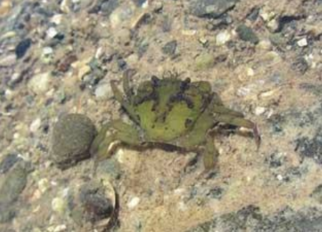 European Green Crab