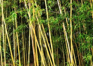 Golden Bamboo