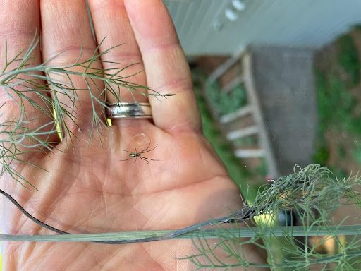 very small Joro Spider