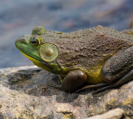 Know Your Invasives: The American Bullfrog