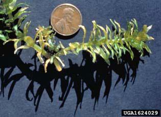 Hydrilla impact on the ecosystem.
