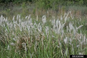 Cogongrass