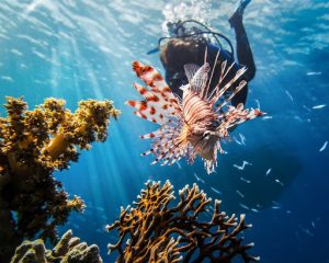Lionfish Invasion