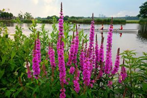 Purple Loosestrife Invasive