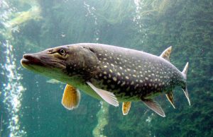 Northern Pike: Know Your Invasives