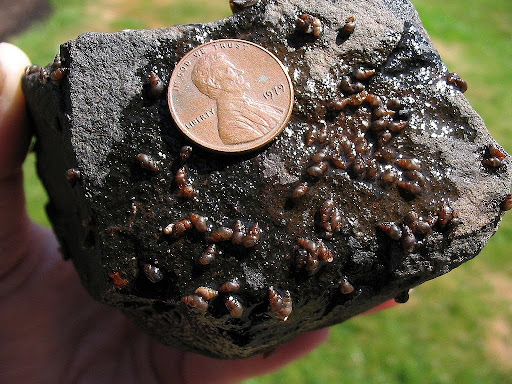 Non-Native Species Between Waterways