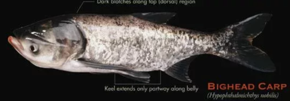 Invasive Species in Tennessee 4