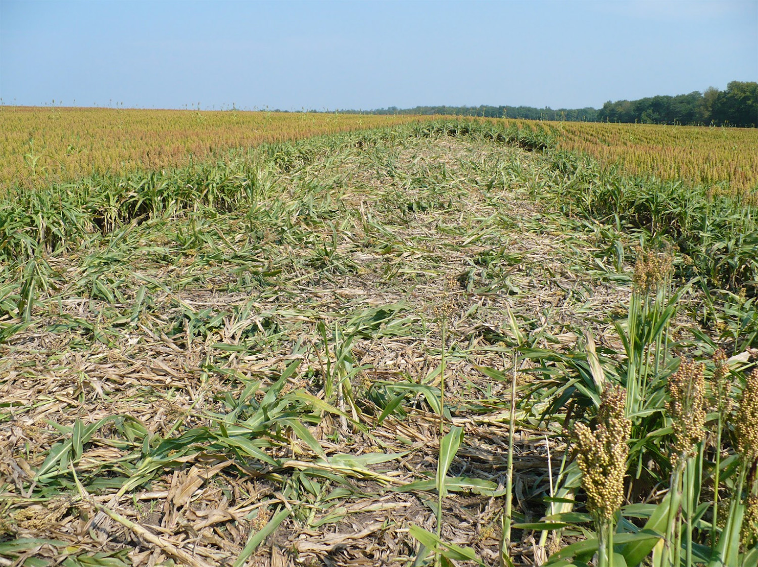 Infested Corn Field Feral Swine Management in North America